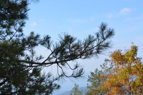 Pinus Nigra